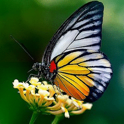 http://pictures.picasion.com/pic8/623a701bdbf1e03eb9c8f464a9322795.gif